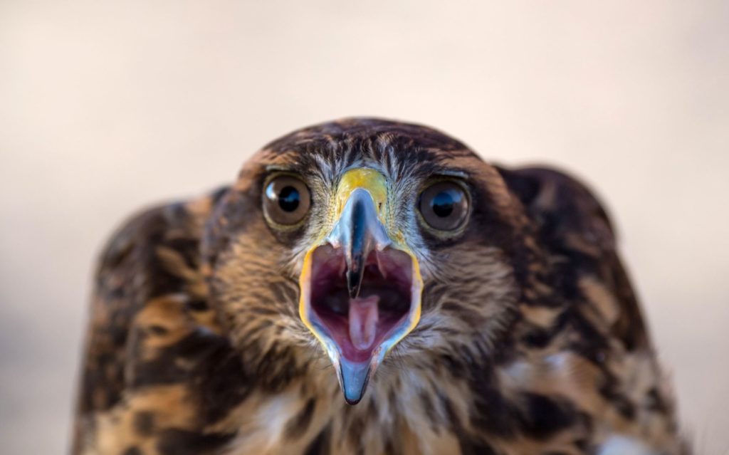 halcones de ventas